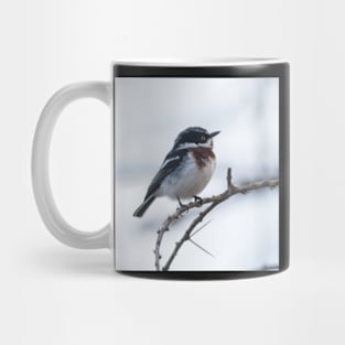 Chin-Spot Batis Mug